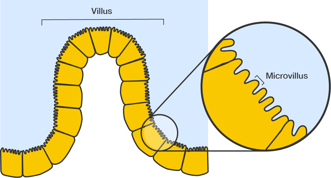 A section of the intestinal wall. The cells are arranged to form finger-like projections. An inset shows a zoomed-in view of one intestinal endothelial cell, with its own finger-like projections called microvilli.
